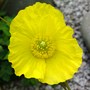 Close up (Mecanopsis cambrica)