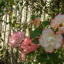Sunday_26_august_2007_018