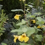 Touch-me-not (Impatiens noli-tangere (Wild Balsam))