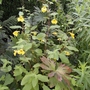 Touch-me-not (Impatiens noli-tangere (Wild Balsam))
