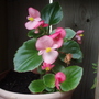 Annuals