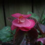 Annuals