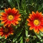 Annuals