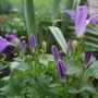 My Perennials (Campanula poscharskyana (Serbian bellflower))