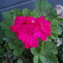 gerainium_-_fuschia.jpg