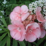 gerainium__alysium.jpg