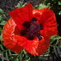 My Perennials