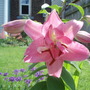 My Perennials (Lilium oriental 'Farolito')