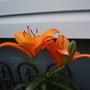 Asiatic Lily (Lilium 'Pixie')