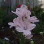 Dwarf Delphinium (Delphinium grandiflorum 'Summer Morning)