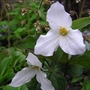 Trillium grandiflorum (Wake Robin) (Trillium grandiflorum (Wake robin))