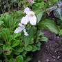 A garden flower photo (Trillium grandiflorum (Wake robin))
