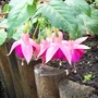 Garden News