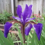 My Perennials