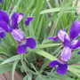 My Perennials