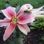 My Perennials (Lilium oriental 'Farolito')
