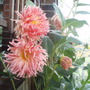 Annuals 2009