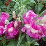 Annuals 2009