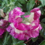 Annuals 2009