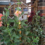 Annuals 2009