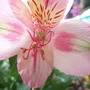 My Perennials (Alstroemeria)