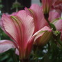 My Perennials (Alstroemeria)