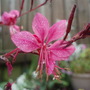 My Perennials (Guara)