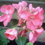 Annuals 2009