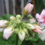 Annuals 2009
