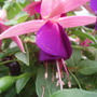 Annuals 2009