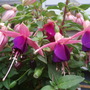 Annuals 2009