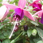Annuals 2009