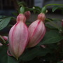 Annuals 2009