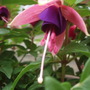 Annuals 2009