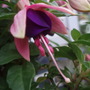Annuals 2009