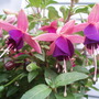 Annuals 2009