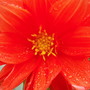 Annuals 2009