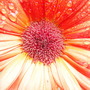 Annuals 2009