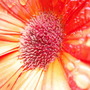 Annuals 2009