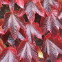 Parthenocissus tricuspidata close-up. (Parthenocicissus tricuspidata)