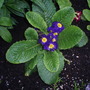 My Perennials (Primula 'Pacific Giant')
