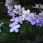 Some New Blue Streptos! (Streptocarpus dunnii)