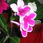 Streptocarpus Kaitlin (Streptocarpus)