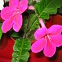 Streptocarups Ruby (Streptocarpus)