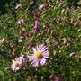 Aster ericoides 'Octengloren'