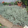 Lavender garden (Lavandula angustifolia (Lavender))