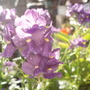 Sunlit flowers