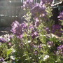 Sunlit flowers