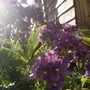 Sunlit flowers