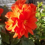Sunlit flowers